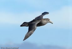 Riesensturmvogel (29 von 32).jpg